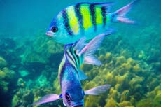 ‘Abundante’ contaminación por pintura en los mares es una ‘amenaza ignorada’ para la fauna marina