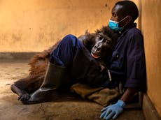 “Amada” gorila de montaña protagonista de selfie viral muere en brazos de su cuidador a los 14 años