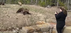 Mujer de Illinois condenada a prisión por encuentro con oso grizzly en Yellowstone