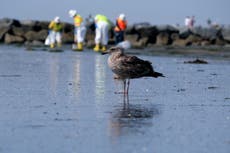 Derrame de California no es desastre ambiental que se temía