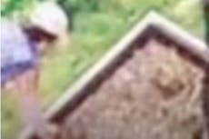 Detectives de Internet creen que Brian Laundrie se esconde en el patio trasero de sus padres
