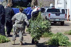 Oregon declara emergencia ante granjas ilegales de cannabis