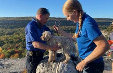 Perro es rescatado con ayuda de salchicha después de quedar atrapado en una grieta rocosa durante cinco días