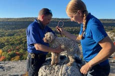 Perro es rescatado con ayuda de salchicha después de quedar atrapado en una grieta rocosa durante cinco días
