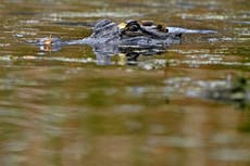 La población de cocodrilos en Luisiana se está recuperando