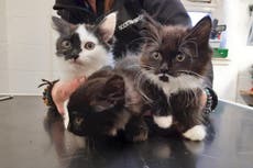 Hallan gatitos abandonados dentro de caja de vodka en parque