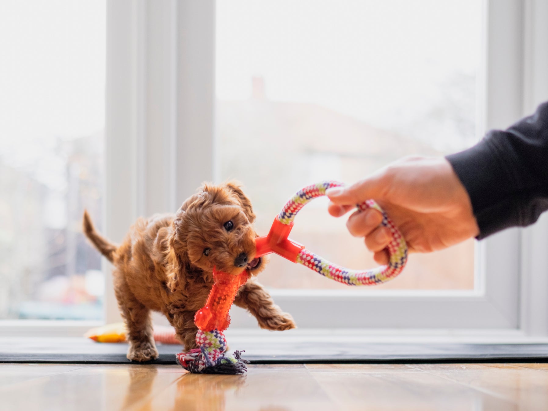 Un cachorro juega con un juguete de arrastre.