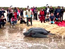 Rescatan a tortuga marina gigante de 600 libras en Cape Cod