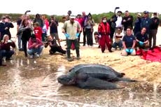 Rescatan a tortuga marina gigante de 600 libras en Cape Cod