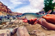 Sale de lista de peligro de extinción un pez de río Colorado