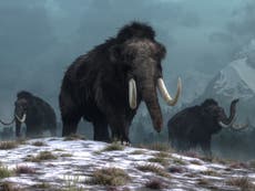Mamuts se extinguieron por el cambio climático y no por los cazadores humanos, según estudio