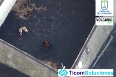 La Palma: Perros varados por la erupción del volcán “rescatados” por misterioso “Equipo A”