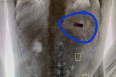 Prisionero de Alabama se tragó un cartucho de escopeta