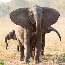 Caza furtiva provoca evolución de elefantes sin colmillos