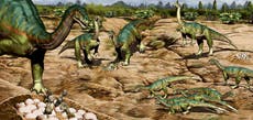 Descubren más de 100 huevos de dinosaurio en Argentina