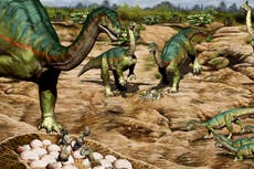 Descubren más de 100 huevos de dinosaurio en Argentina