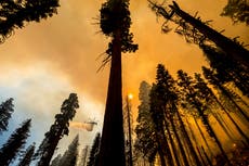 California: Eliminarán miles de árboles afectados por fuego