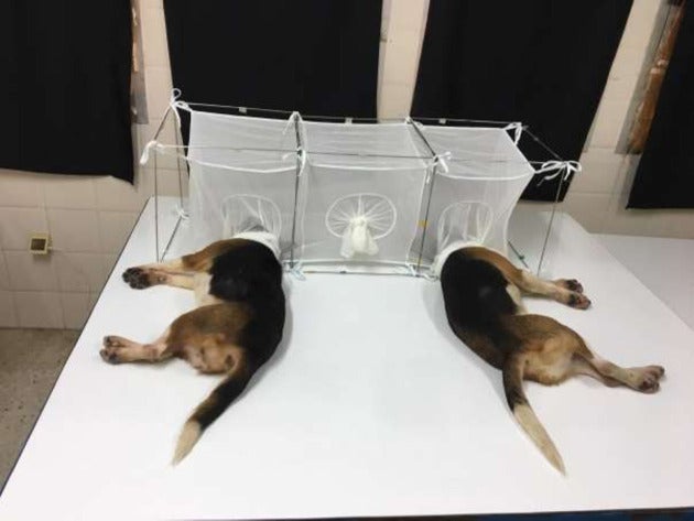 Dos perros yacen sobre una mesa como parte de un experimento financiado por el gobierno de EE. UU., Obtenido por el grupo de defensa White Coat Waste