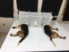 Fauci presionó por reclamos de financiamiento para experimento cruel con cachorros, pusieron sus cabezas en jaulas con flebótomos