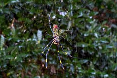 Millones de grandes arañas del este asiático se establecen en Georgia, científicos aún no saben la razón