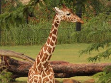 Investigan sucesivas muertes de jirafas en Zoológico de Dallas