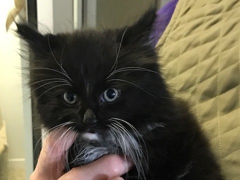 Inglaterra: gato viaja más de 80 kilómetros escondido en una camioneta sin que nadie lo supiera