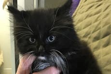 Inglaterra: gato viaja más de 80 kilómetros escondido en una camioneta sin que nadie lo supiera