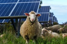 Abejas, cultivos y ovejas: otros beneficios de energía solar