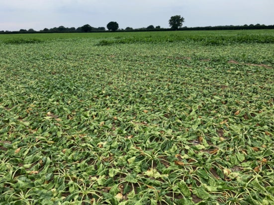 Sugar beet droops under drought stress