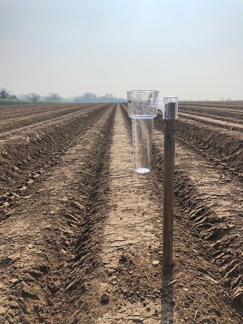 An empty rain gauge and dry soil show the impact of high temperatures on this field of potatoes
