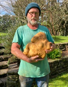 Hallan una enorme papa en Nueva Zelanda, de casi 8 kilos