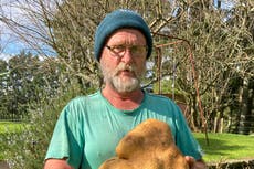 Hallan una enorme papa en Nueva Zelanda, de casi 8 kilos