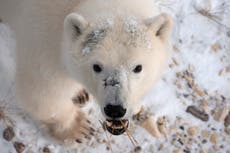 AP EXPLICA: Calentamiento afecta banquisa ártica, oso polar