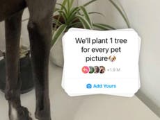 El misterio detrás del “plantaremos un árbol por cada foto de mascota” de Instagram