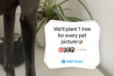 El misterio detrás del “plantaremos un árbol por cada foto de mascota” de Instagram