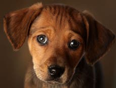 Encuentra perro abandonado y pide a su familia entre lágrimas que lo adopte