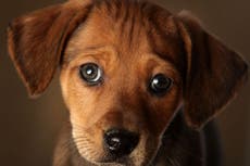 Encuentra perro abandonado y pide a su familia entre lágrimas que lo adopte