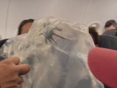 Enorme tarántula es encontrada en cabina de avión