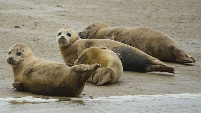 Otras especies sorprendentes que viven en el Támesis son los caballitos de mar, las anguilas y las focas