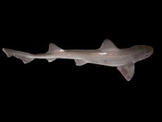 Tiburones venenosos viven en el río Támesis de Londres