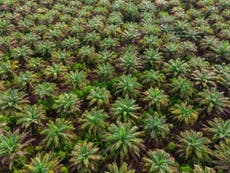 Ácido del aceite de palma está relacionado con la propagación del cáncer, sugiere un estudio
