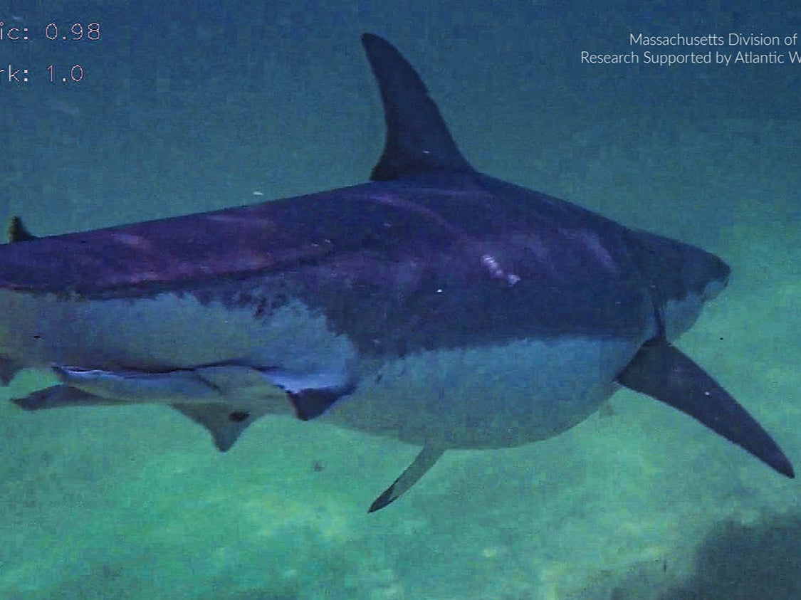 Researchers were surprised to see a ‘very chunky’ Great White shark in the Atlantic