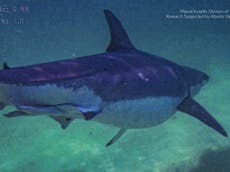 Investigadores advierten de la presencia de un tiburón blanco “muy robusto” en el océano Atlántico