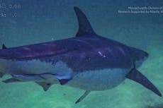 Investigadores advierten de la presencia de un tiburón blanco “muy robusto” en el océano Atlántico