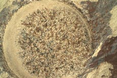 Gente cree haber visto un extraterrestre en las últimas imágenes del Mars Rover de la NASA