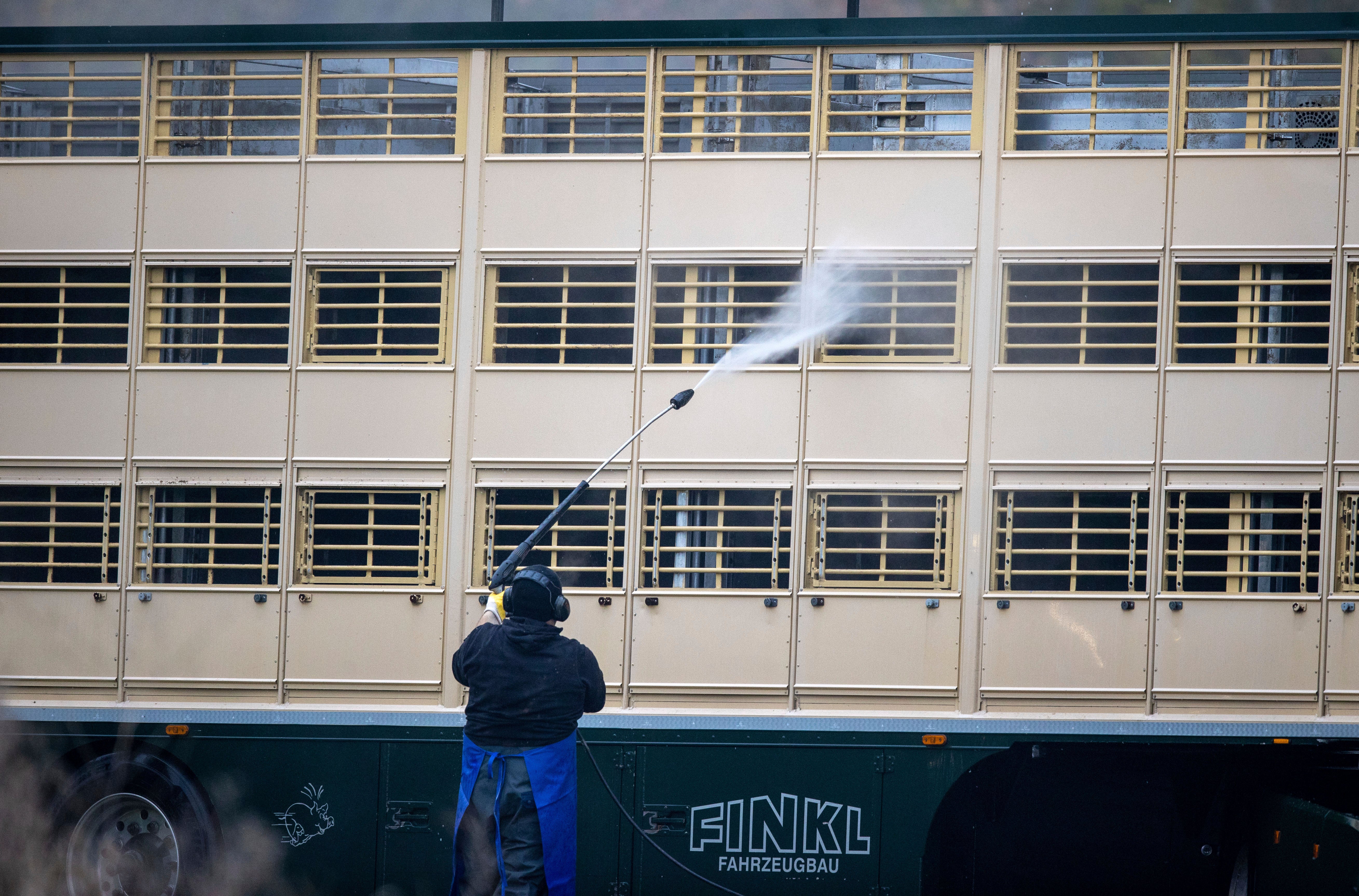 Limpieza de jaulas durante un brote de PPA en Alemania en 2021