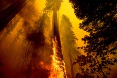 Incendios forestales en California mataron miles de secuoyas