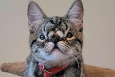 Gatita con anomalía facial recibe “cero solicitudes” de adopción