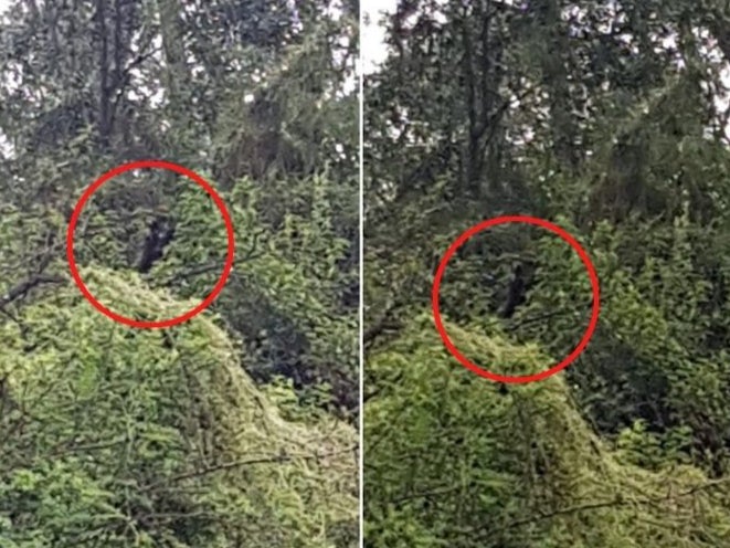 Hombre afirma ser acechado por un horrible monstruo “hombre perro” en el interior de Australia