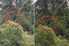 Hombre afirma ser acechado por un horrible monstruo “hombre perro” en el interior de Australia